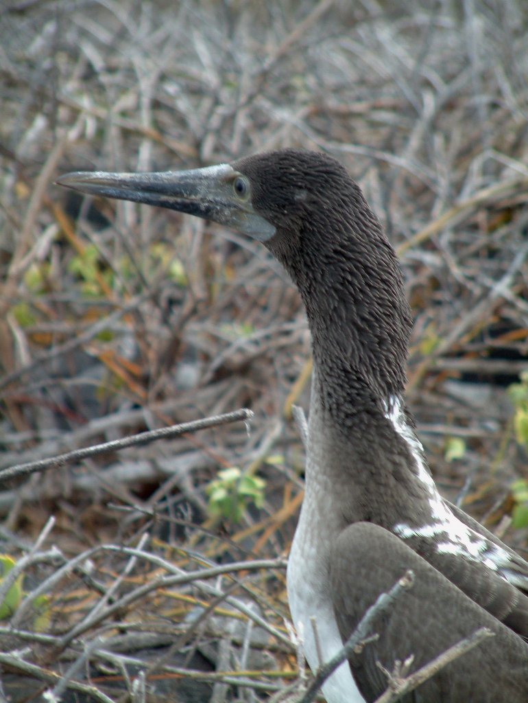 08-Blue-footed Booby.jpg - Blue-footed Booby